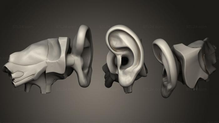 Anatomy of skeletons and skulls (Hearing system, ANTM_1203) 3D models for cnc